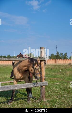 Ein gesatteltes Pferd wird auf einer Wiese an einen Holzpfahl gebunden. Stockfoto