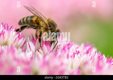 Eine Honigbiene, die auf bunten Sedum-Blüten aufblüht Stockfoto