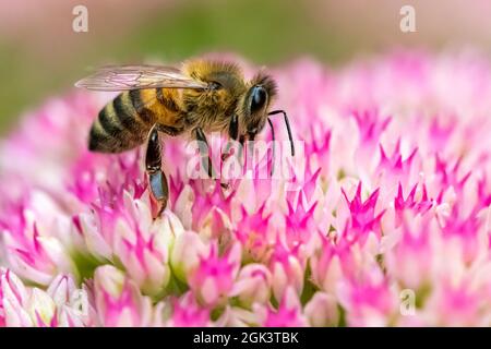 Eine Honigbiene, die auf bunten Sedum-Blüten aufblüht Stockfoto