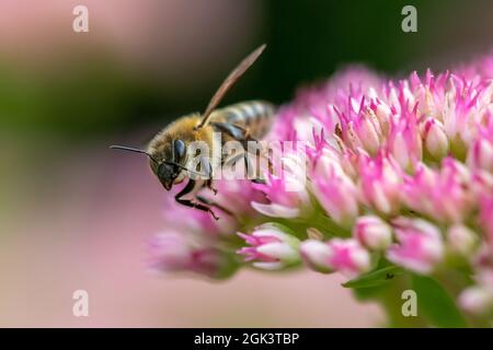 Eine Honigbiene, die auf bunten Sedum-Blüten aufblüht Stockfoto