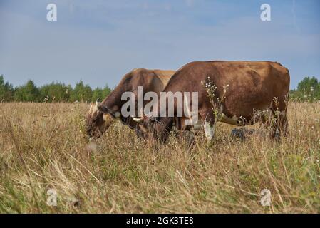 Zwei braune Kühe grasen an einem sonnigen Augusttag Seite an Seite auf einer Wiese. Stockfoto