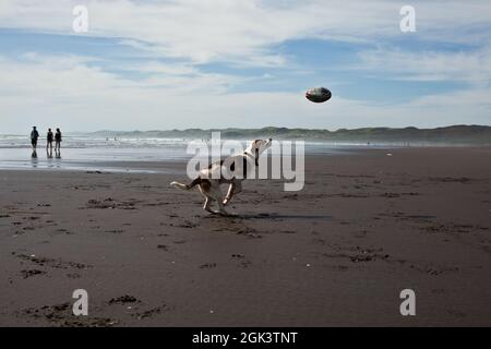 Raglan, Waikato, Neuseeland. Ein Hund jagt einen Rugby Ball am Strand. Stockfoto