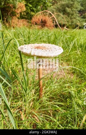 Nahaufnahme des Sonnenpilzes (Macrolepiota procera) im Gras, selektiver Fokus. Stockfoto