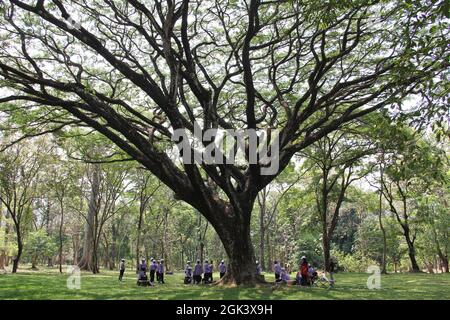 PASURUAN, INDONESIEN - 19. Oktober 2013: Defocus, Ein großer Baum im Botanischen Garten von Purwodadi Pasuruan, Ost-Java. Stockfoto