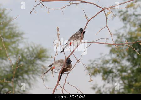 Nahaufnahme eines Vogelpaares, das am Abend auf einem Zweig saß, rot belüfteter Bulbul, Nachtigall-Vogel Stockfoto