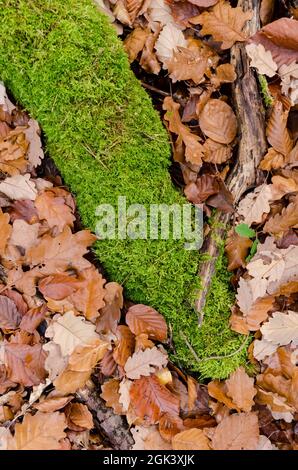 Blätter und Holz auf dem Waldboden im Herbst, Blick von direkt oben, natürlicher herbstlicher Hintergrund oder Tapete Stockfoto