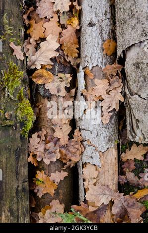 Blätter und Holz auf dem Waldboden im Herbst, Blick von direkt oben, natürlicher herbstlicher Hintergrund oder Tapete Stockfoto