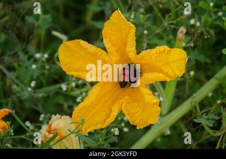 GELBE KÜRBISBLUME MIT ROTER BIENE MIT ISOLIERTEM GRÜNEN HINTERGRUND VERWISCHEN. KÜRBISBLÜTE AUS NÄCHSTER NÄHE. Stockfoto