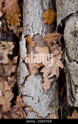 Blätter und Holz auf dem Waldboden im Herbst, Blick von direkt oben, natürlicher herbstlicher Hintergrund oder Tapete Stockfoto