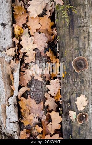 Blätter und Holz auf dem Waldboden im Herbst, Blick von direkt oben, natürlicher herbstlicher Hintergrund oder Tapete Stockfoto