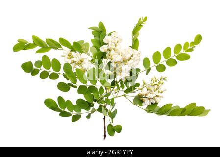 Frische Akazienblüte isoliert auf weißem Hintergrund. Beschneidungspfad Stockfoto