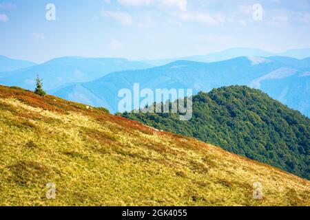 Graswiesen der karpaten an einem sonnigen Herbsttag. Schöne Landschaft von polonyna krasna Kamm, ukraine Stockfoto