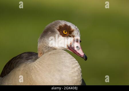 Nahaufnahme einer ägyptischen Gans auf einer Wiese Stockfoto