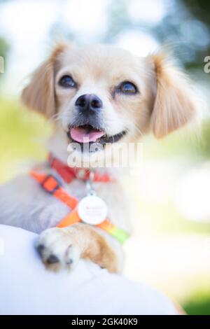 Lustige Hund schmunkend, Haushund Stockfoto