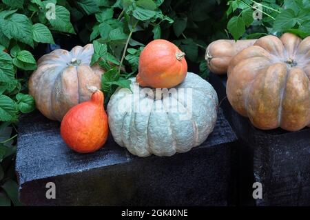 Eine abwechslungsreiche Auswahl an Kürbissen auf dunklem Hintergrund im Laub. Herbsternte. Stockfoto