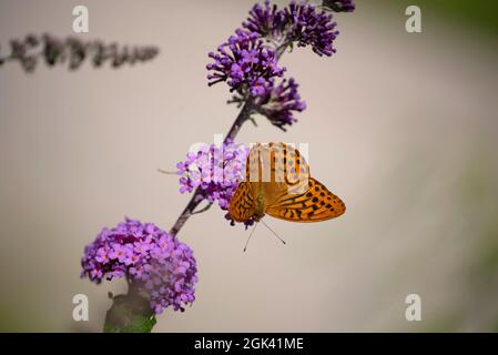 Ein wunderschöner Speyeria aglaja (dunkelgrüner Fritillär) Schmetterling auf den violetten Blüten Stockfoto