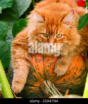 Eine Ingwerkatze, die auf einem großen Kürbis im Garten liegt Stockfoto