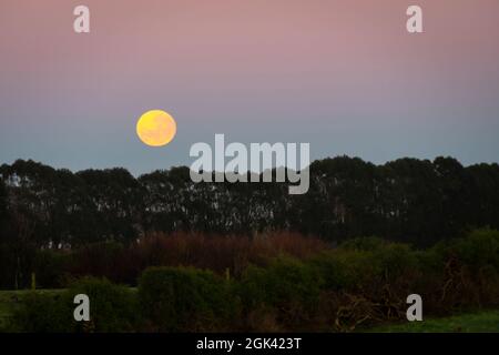 Monduntersetzung über Bäumen, Taranaki, Nordinsel, Neuseeland Stockfoto