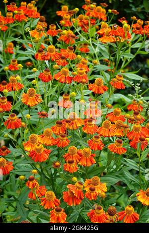 Verbrannte orange Helenium-Blüten im Garten, in der englischen Grafschaft von England Stockfoto