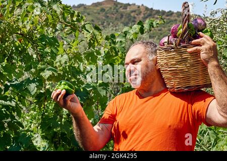 Der Mensch hält einen Korb mit reifen Auberginen, nachdem er im synergistischen Gemüsegarten Auberginen gesammelt hat. Arbeiten im Garten als Hobby in der neuen Norm Stockfoto