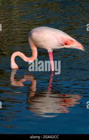 Nahaufnahme eines großen Flamingos (Phoenicopterus roseus), der in der Camargue, Bouches du Rhone, Südfrankreich, fischt Stockfoto