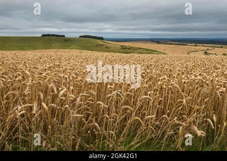 Goldenes Weizenfeld unter Devil's Punchbowl auf Hackpen Hill mit grauem Himmel, in der Nähe von Wantage, Oxfordshire, England, Vereinigtes Königreich, Europa Stockfoto