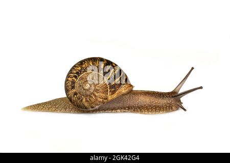 Schnecke bewegt sich isoliert auf weißem Hintergrund, langsames Tierkonzept Stockfoto