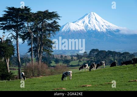 Milchvieh auf einem Bauernhof mit Mount Taranaki in der Ferne, Nordinsel, Neuseeland Stockfoto