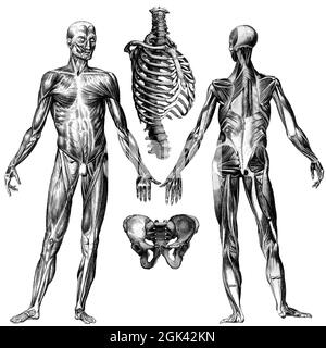 Medizinische - viktorianische anatomische Illustrationen - auf weißem Hintergrund zum Ausschneiden. Stockfoto