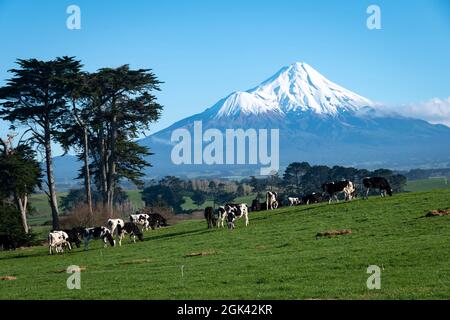 Milchvieh auf einem Bauernhof mit Mount Taranaki in der Ferne, Nordinsel, Neuseeland Stockfoto