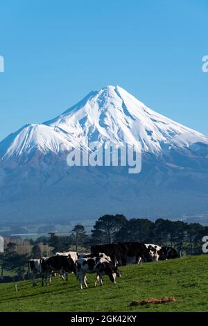 Milchvieh auf einem Bauernhof mit Mount Taranaki in der Ferne, Nordinsel, Neuseeland Stockfoto