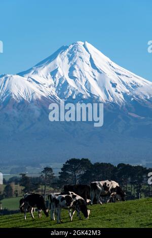 Milchvieh auf einem Bauernhof mit Mount Taranaki in der Ferne, Nordinsel, Neuseeland Stockfoto