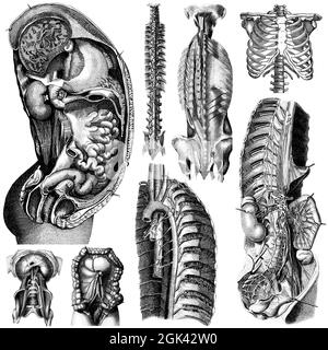 Medizinische - viktorianische anatomische Illustrationen - auf weißem Hintergrund zum Ausschneiden. Stockfoto