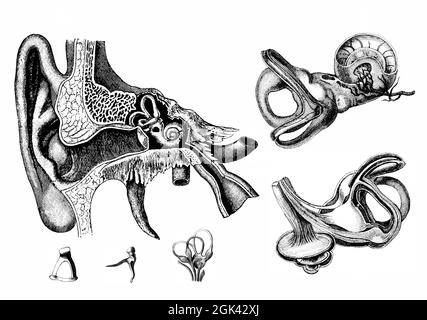 Medizinische - viktorianische anatomische Illustrationen - auf weißem Hintergrund zum Ausschneiden. Stockfoto