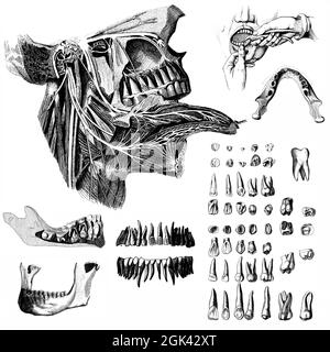 Medizinische - viktorianische anatomische Illustrationen - auf weißem Hintergrund zum Ausschneiden. Stockfoto