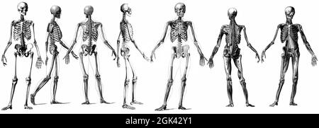 Medizinische - viktorianische anatomische Illustrationen - auf weißem Hintergrund zum Ausschneiden. Stockfoto