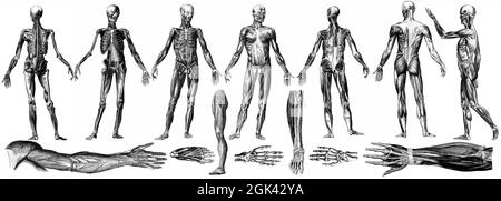 Medizinische - viktorianische anatomische Illustrationen - auf weißem Hintergrund zum Ausschneiden. Stockfoto