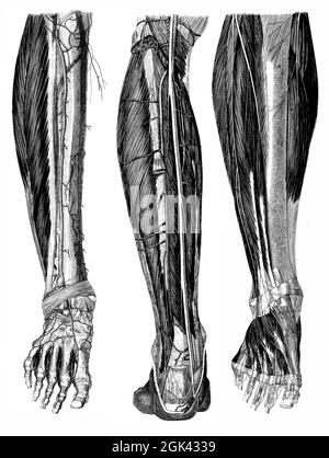 Medizinische - viktorianische anatomische Illustrationen - isoliert auf weißem Hintergrund für Ausschnitte. Stockfoto