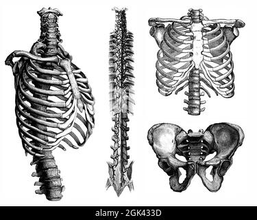 Medizinische - viktorianische anatomische Illustrationen - isoliert auf weißem Hintergrund für Ausschnitte. Stockfoto