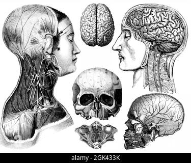 Medizinische - viktorianische anatomische Illustrationen - isoliert auf weißem Hintergrund für Ausschnitte. Stockfoto