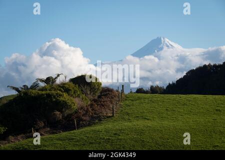 Ackerland auf sanften grünen Hügeln mit Mount Taranaki in der Ferne, Nordinsel, Neuseeland Stockfoto