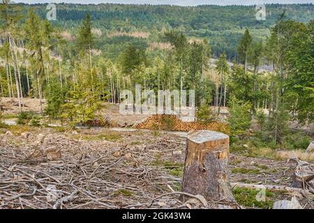KAHLSCHLAG, durch Trockenheit und Borkenkäfer geschäftlicher Wald, Rheingaugebirge, Taunus, Hessen, Deutschland Stockfoto