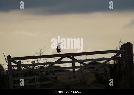 Silhouette eines isolierten Fasanengamebird (Phasianus colchicus), der am Abend auf einem Hoftor thront. Stockfoto