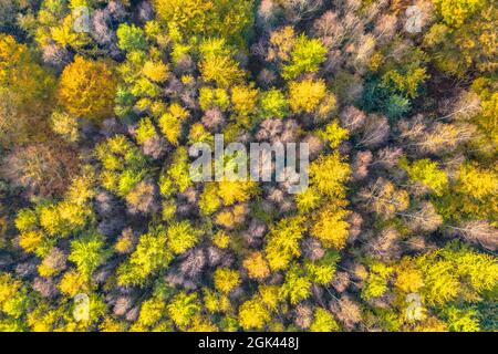Draufsicht auf den Herbstwald mit farbenfrohem Herbstlaub aus Lärchen, Eichen und Buchen. Veluwe, Provinz Gelderland, Niederlande. Herbstlich Stockfoto