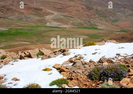 Vegetation und Blumen im Atlasgebirge von Marokko Stockfoto