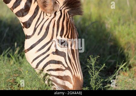 Nahaufnahme der rechten Kopfseite eines Chapman-Zebras (Equus quagga ssp Chapmani), das Gras frisst, Südafrika Stockfoto