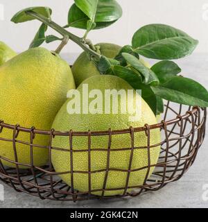 Frischer Pomelo auf grauem Zement-Hintergrund für Mid-Autumn Festival Fruit. Stockfoto