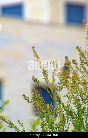 Kleiner Sperling, der an einem sonnigen Tag zwischen Baumbrenchen steht Stockfoto