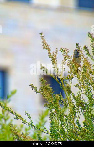 Kleiner Sperling, der an einem sonnigen Tag zwischen Baumbrenchen steht Stockfoto