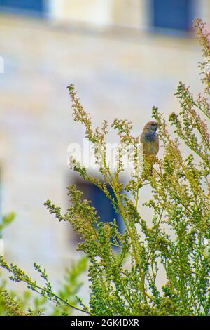 Kleiner Sperling, der an einem sonnigen Tag zwischen Baumbrenchen steht Stockfoto